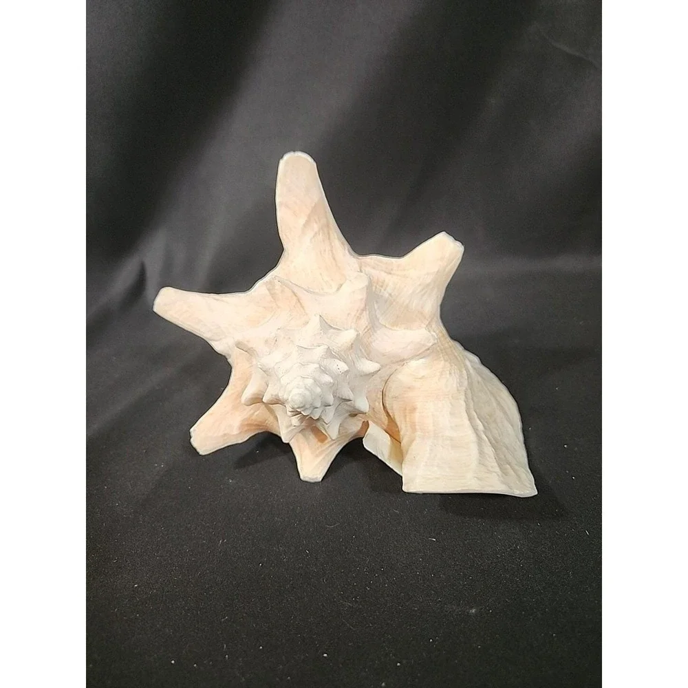 Queen‎ Conch Shell Pink Horned Large Seashell 9 x 7 Nautical Beach Ocean Coastal